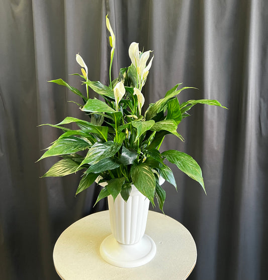 Peace Lily