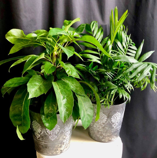indoor plants for funerals Funeral & Sympathy Flowers For the Home